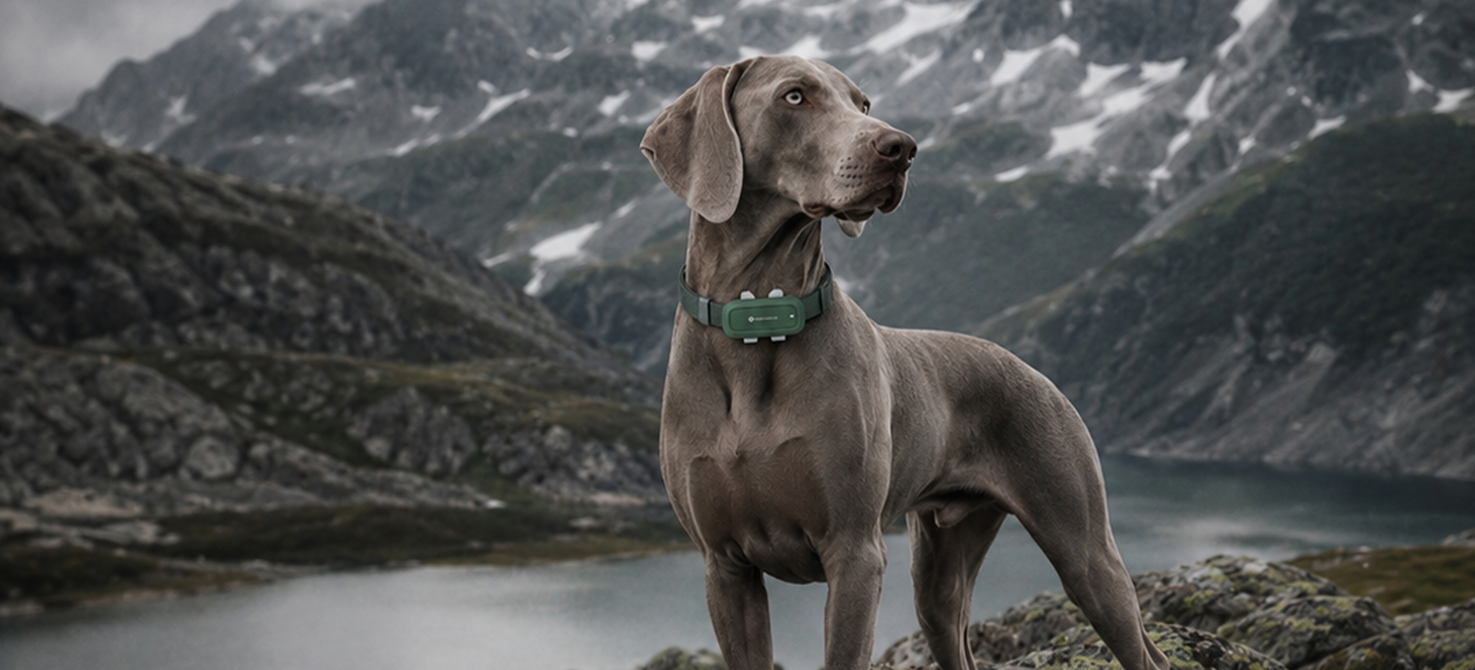 Pet Safety Management