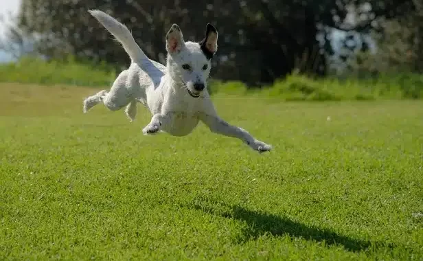 A Dog That Jumps So High