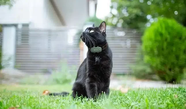 Outdooring Cat Wearing Gps Collar