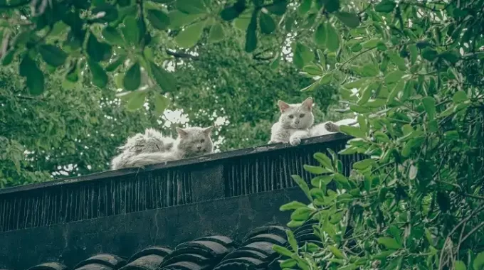 Cat Roaming