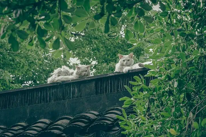 Cat roaming
