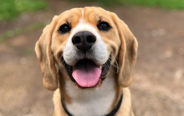 Keep Dog Safe During Heat