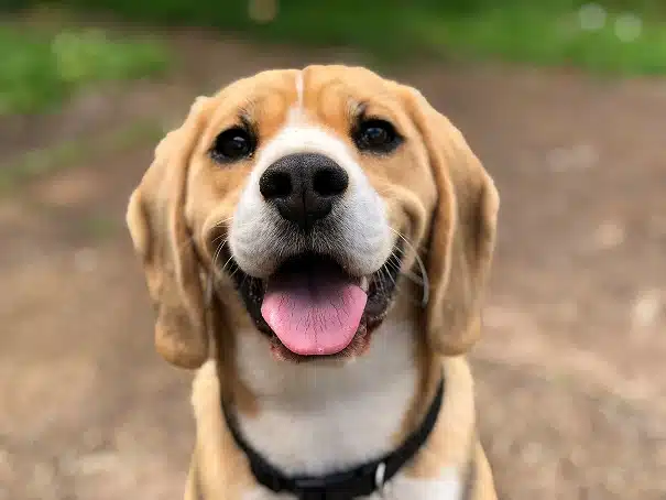 Keep dog safe during heat
