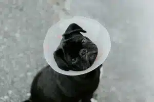 GPS implant for dog