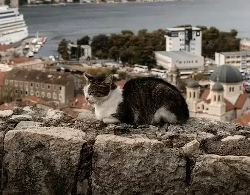 Travel With Cat Tips