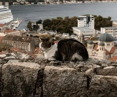 travel with cat tips
