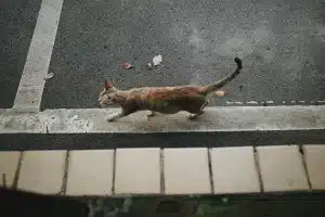 Losting cat