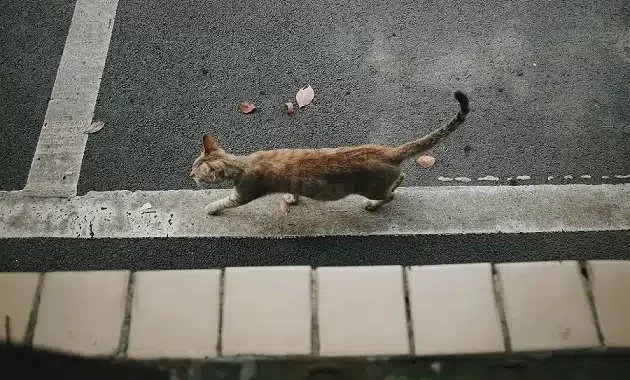 Losting Cat