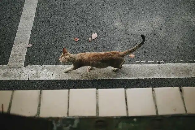 Losting cat