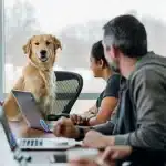 Bring dog to work