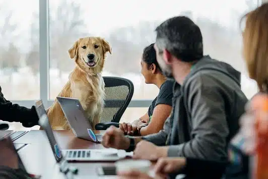 Bring dog to work
