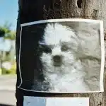 how to find lost dog