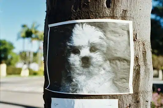 how to find lost dog