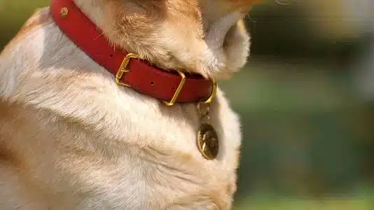 Shock Collar For Dogs