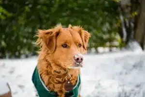 A dog in cold weather