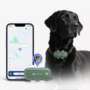 dog with p2 tracker